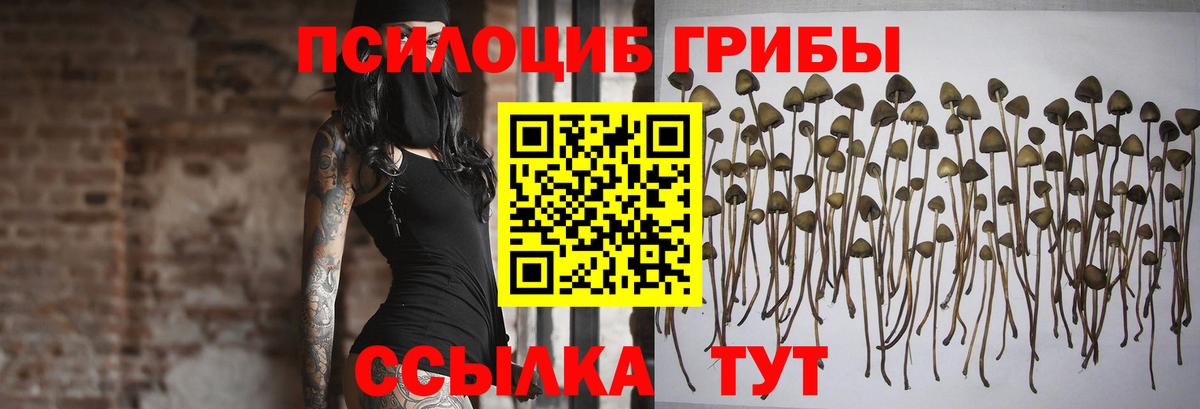Псилоцибиновые грибы GOLDEN TEACHER  Вход с VPN  Нижнекамск  закладка  Псилоцибиновые грибы MAGIC MUSHROOMS 